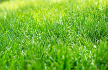 Close-up Of Healthy Green Grass Lawn In Sunshine, Shallow Focus, Detail