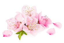 Peach Flowers Isolated On White Background. Spring Flowers.