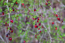 Red Berries On A Bush