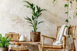 © FollowTheFlow - Neutral composition of living room interior with rattan armchair, wooden bench, a lot of tropical plants in design pots, decoration and elegant personal accessories in stylish home decor.