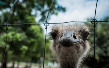closeup of ostrich head with trees and sky in the background