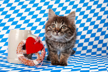 Cute Kitten Beside A Bavarian Beer Mug