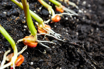 Canvas Print - sprouts of corn soil with exposed roots emanating from grain