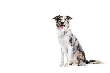 Mixed breed dog sitting on white background.