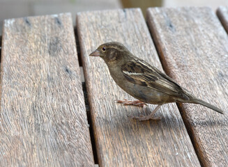 sparrow on a wooden fence