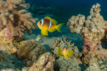  Coral reef and water plants in the Red Sea, Eilat Israel
