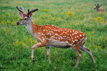 Deer Or Roe Deer In A Green Meadow In The Wild. Big. Foreground