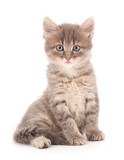 Fototapeta Koty - Small gray kitten.