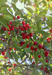 Wall Mural - Red juicy cherries on twig in garden on a summer day