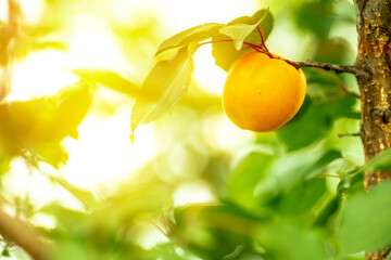 Apricot ripening on a tree branch in a summer garden close-up