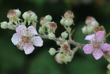 Rubus Ulmifolius (Wild Blackberry) Bloomimg To Welcome The Coming Summer.With A Soft Pink Color Of Blooming Flowers In The Morning Sunlight, The Central Region Of Italy.Nature Backgrand,Close Up .