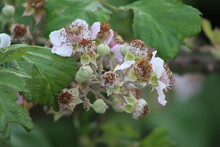 Rubus Ulmifolius (Wild Blackberry) Bloomimg To Welcome The Coming Summer.With A Soft Pink Color Of Blooming Flowers In The Morning Sunlight, The Central Region Of Italy.Nature Backgrand,Close Up .