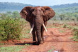 © henk bogaard - Close encounter with an Elephant bull walking  in Zimanga Game Reserve in Kwa Zulu Natal in South Africa
