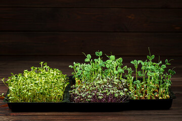 Wall Mural - Mixed Microgreens in box on wooden table background.