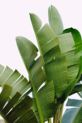 Big green palm leaves over bright background. Freshness concept.