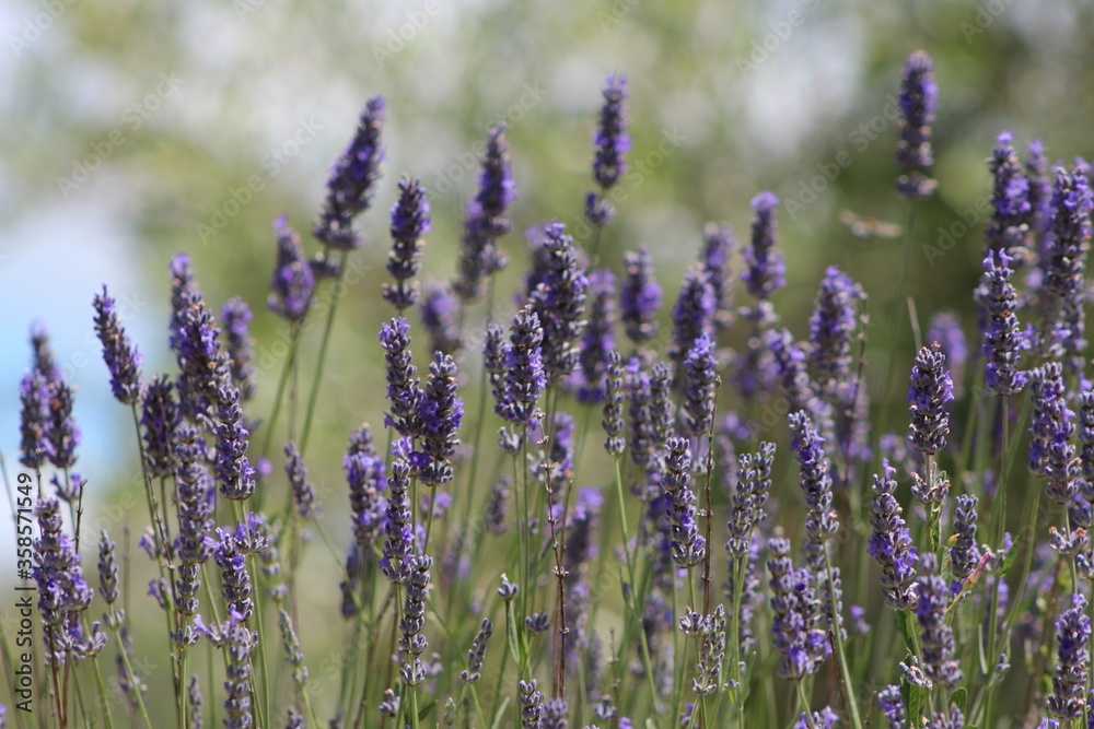 Lavender field in Italy on sunlight,Blooming Violet fragrant lavender flowers.Violet petals, close up.Spring blooming season,Gardening. - obrazy, fototapety, plakaty 