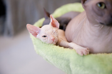 Wall Mural - Don sphynx family with adult cat and kittens resting ang sleeping on light green carpet