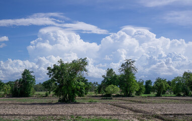 The ground with trees and large white clouds on the blue sky