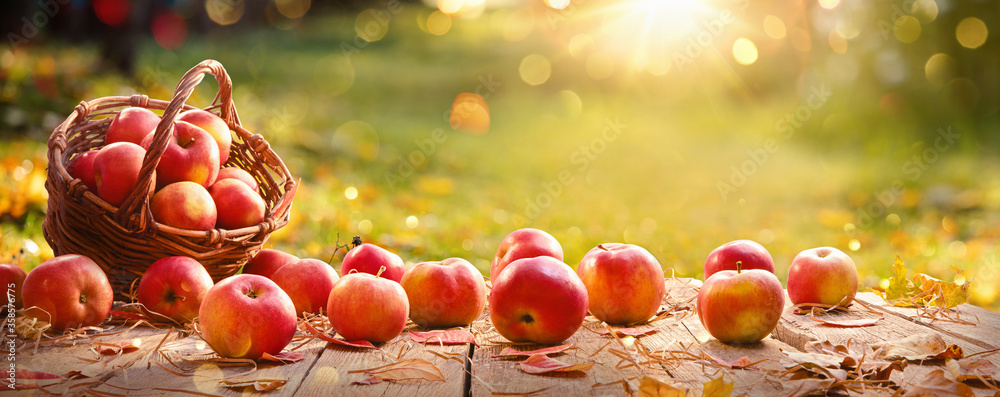 Apples in a Basket Outdoor. Sunny Background - obrazy, fototapety, plakaty 
