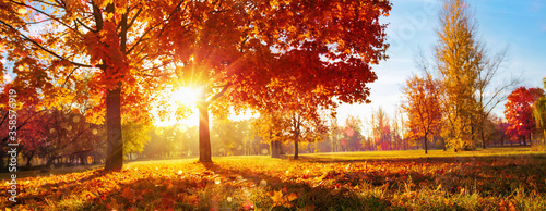 Dekoracja na wymiar  jesienny-krajobraz-scena-jesienna-drzewa-i-liscie-w-promieniach-slonecznych