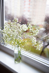 Beautiful white gypsophila flowers stand near the window, close up, raindrops on the window. Reflections in the window.