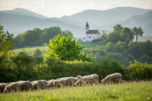 Sheeps On The Pasture. Sheep On Grazing, Walking On A Mountain Meadow. Beautiful Mountain Country. Europe Country Slovakia.