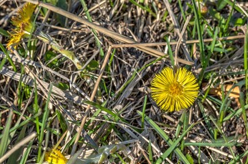 Wall Mural - majestic yellow wildflower in summer nature