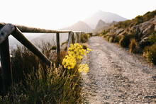 Yellow Wildflowers Growing Near Narrow Dirt Path With Wooden Fence Leading Along Mountain Terrain In Foggy Day In Countryside