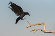 Low Angle Of Wild Black Raven Flying Over Dry Tree Branch Against Gray Sky