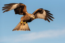 From Below Wild Hawk Flying In Blue Sky And Hunting On Sunny Day In Nature