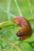 Large Orange Slug Eating A Green Leaf In The Garden