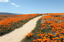 Wild Orange Poppy Flowers Along Hiking Trail In Southern California.