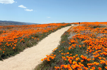 Wild orange poppy flowers along hiking trail in Southern California.