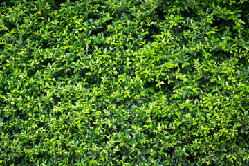 Canvas Print - green leaves background