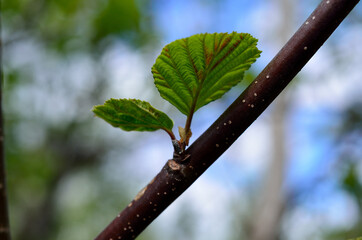 Wall Mural - lush green leaf on tree in summer sunny forest