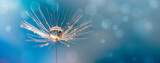 Fototapeta  - Abstract blurred nature background dandelion seeds parachute. Abstract nature bokeh pattern