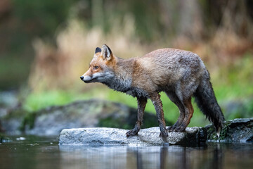 Wall Mural - Red fox, Vulpes vulpes The mammal is standing on the stone at the river in the dark forest Europe Czech Republic Wildlife scene from Europe nature. young male