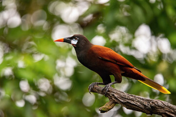 Wall Mural - Psarocolius montezuma, Montezuma oropendola The bird is perched on the branch in nice wildlife natural environment of Costa Rica