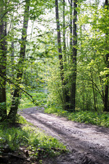 Fototapeta country road in a green forest