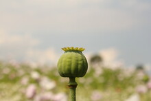 A Seedpod Closeup Of A White Papaver In The Fields In The Netherlands In Summer