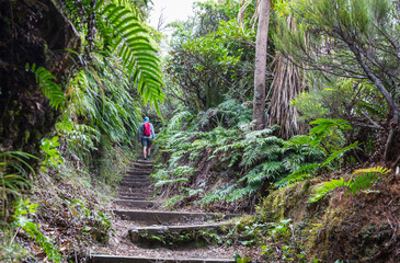 Poster - New Zealand forest