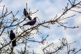 Fototapeta Paryż - Crows in a tree