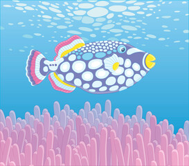 Wall Mural - Exotic multi colored parrotfish swimming over stinging tentacles of a pink anemone in blue water of an amazing tropical coral reef in a warm southern sea, vector cartoon illustration