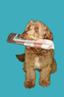 © MDBPIXS - Dog Carrying Newspaper in Mouth