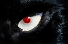 Close Up Of Black Cat With Red Eye