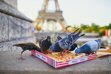 Birds Eating Pizza Leftovers Near The Eiffel Tower