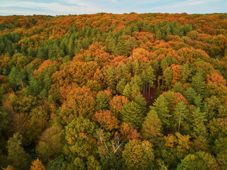 Aerial view of autumn forest in northern France