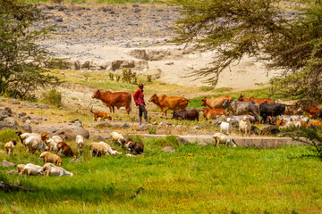 cattle goat herder, unrecognizable person, with cows and goats grazing in rural kenyan countryside. 