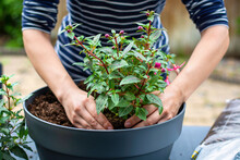 Woman Working Outside In A Garden Planting Young Flower Plants In A Planter. Woman's Hands Plant Out Flowering Plant. Replanting / Putting Plants In Grey Container Pot