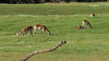 Red Lechwe Antelopes Grazing On Grass